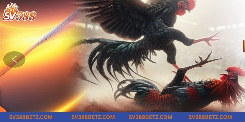 Nhà cái SV388 hoạt động hơn 5 năm với loạt sản phẩm hot