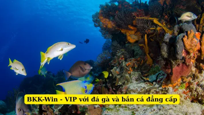 BKK-Win - VIP với đá gà và bắn cá đẳng cấp