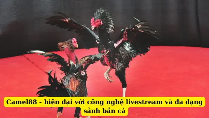 Camel88 - hiện đại với công nghệ livestream và đa dạng sảnh bắn cá