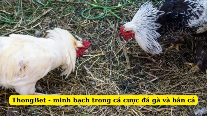 ThongBet - minh bạch trong cá cược đá gà và bắn cá